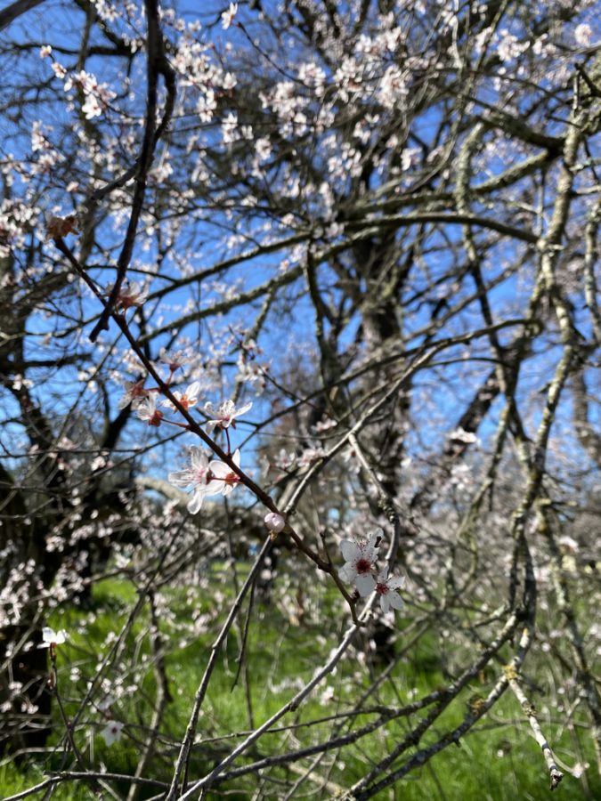 Allergies Increase with Climate Change