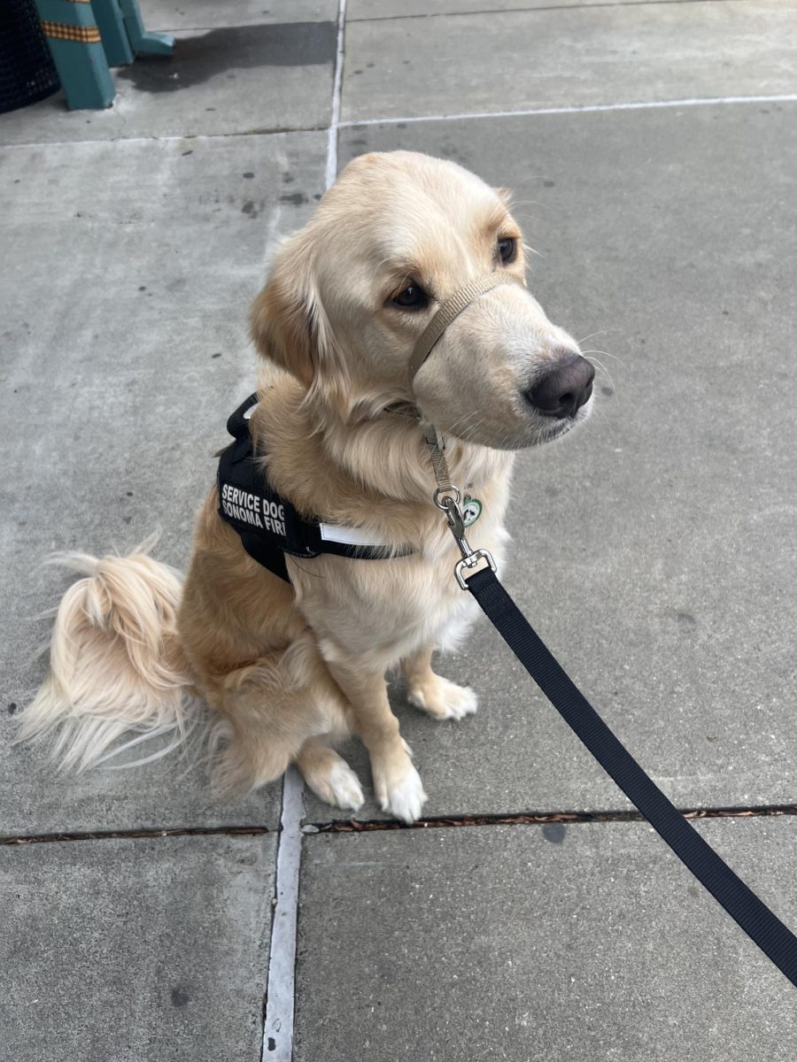 Service dog from the Fire Department