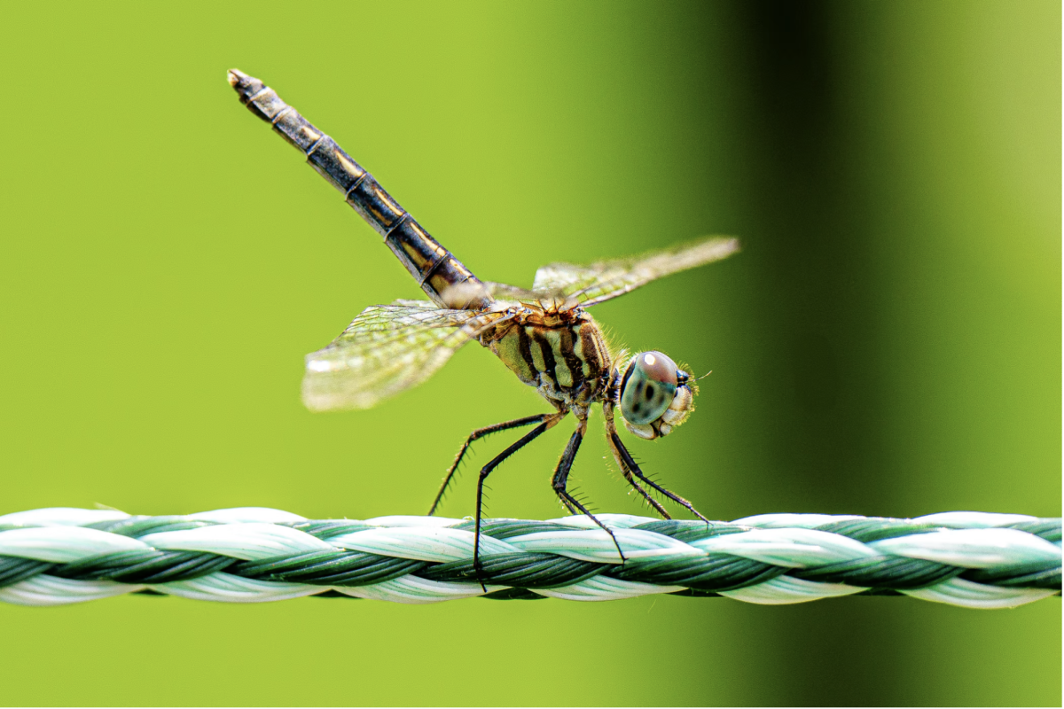 Ethan Sager's photo submission to the animal photography category, for which he won an honorable mention